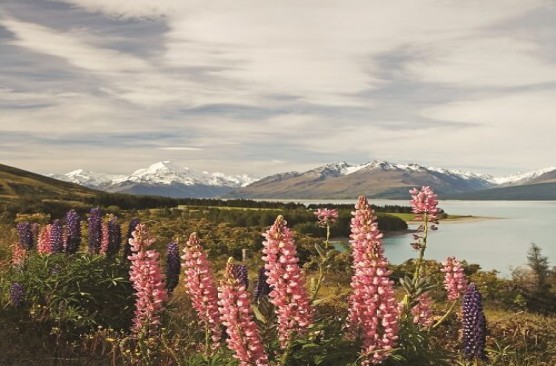 Mount Cook to Christchurch Day Tour: One Way GS72 (1400 - 1900)